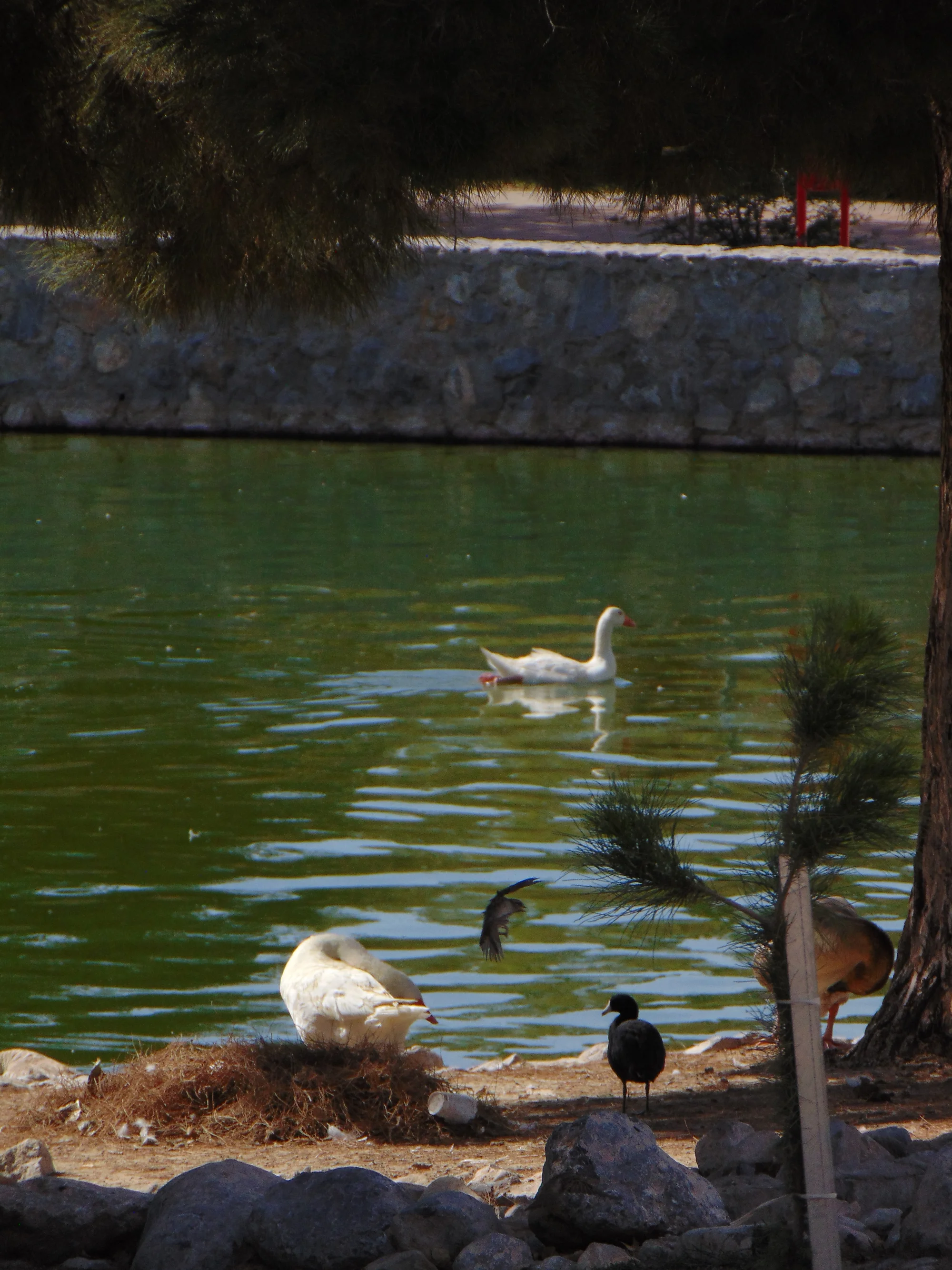 Animales